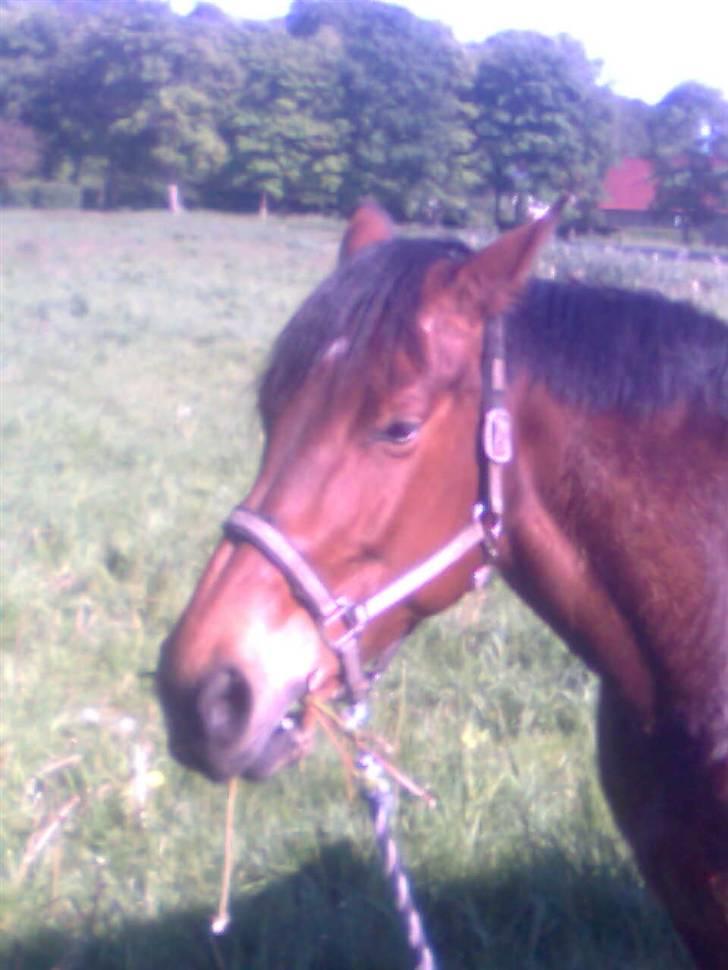 Holstener Chateau billede 5