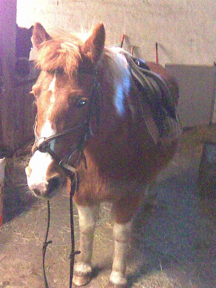 Anden særlig race Aloha Tahiti..<3 Lånt:)<3 - Mig og Tahiti skal ud og ride!:b<3 billede 3