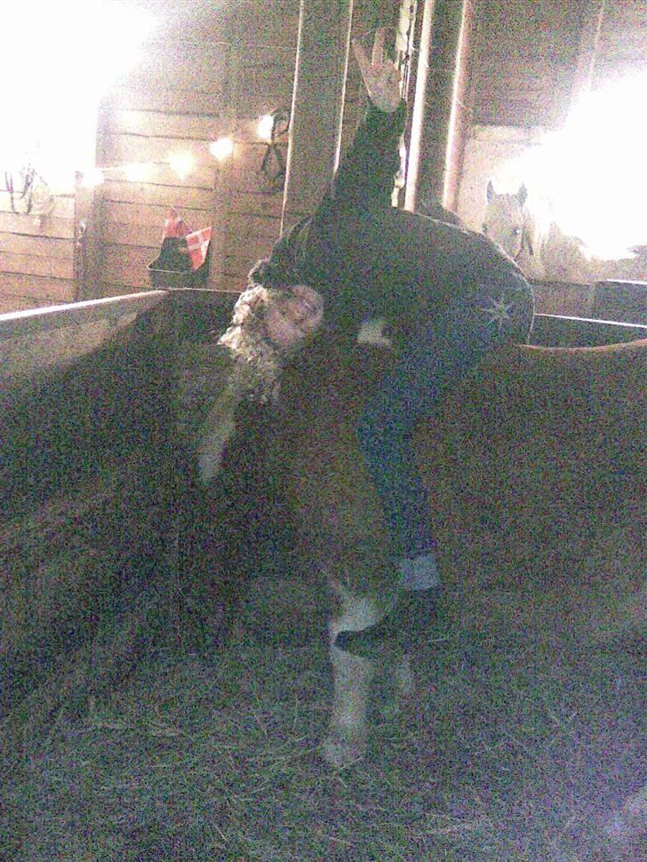 Anden særlig race Aloha Tahiti..<3 Lånt:)<3 - Hyygge med ponzerne inden mig og min veninde skal holde fødselsdag.. ;D<3 billede 4