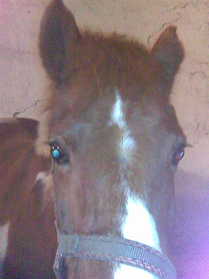 Anden særlig race Aloha Tahiti..<3 Lånt:)<3 - Nue, sødt lille hovede, lille Hiti- Pigen har!;p<3 billede 5