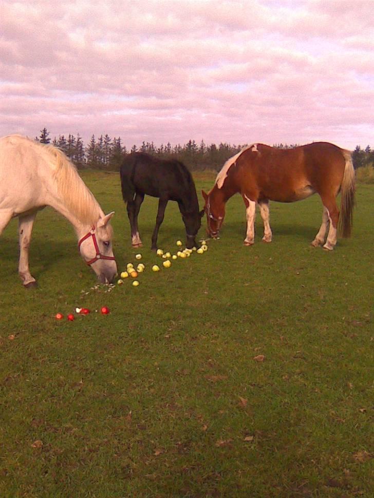 Anden særlig race Aloha Tahiti..<3 Lånt:)<3 - Sanne, Baltazar & Aloha tahiti på marken.. :´)<3 billede 6