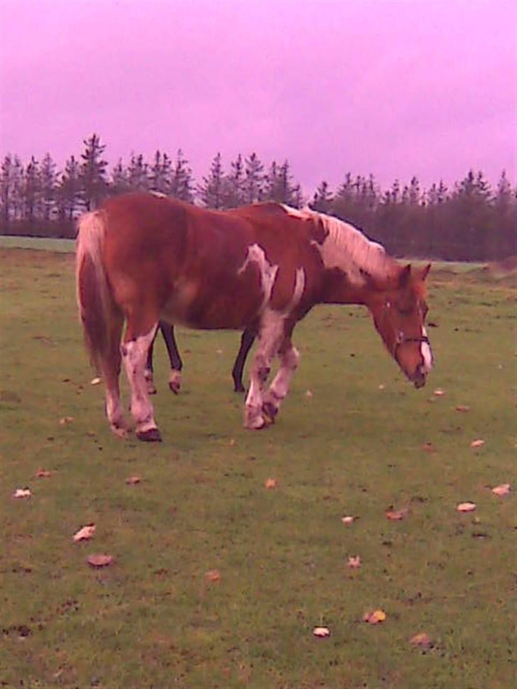 Anden særlig race Aloha Tahiti..<3 Lånt:)<3 - hygge på folden.. :)<3 billede 7