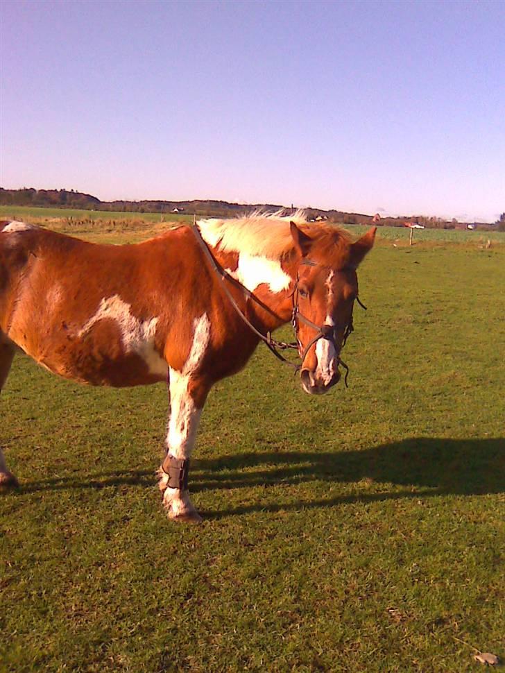 Anden særlig race Aloha Tahiti..<3 Lånt:)<3 - Tahiti venter på mig.. :´)<3 billede 9