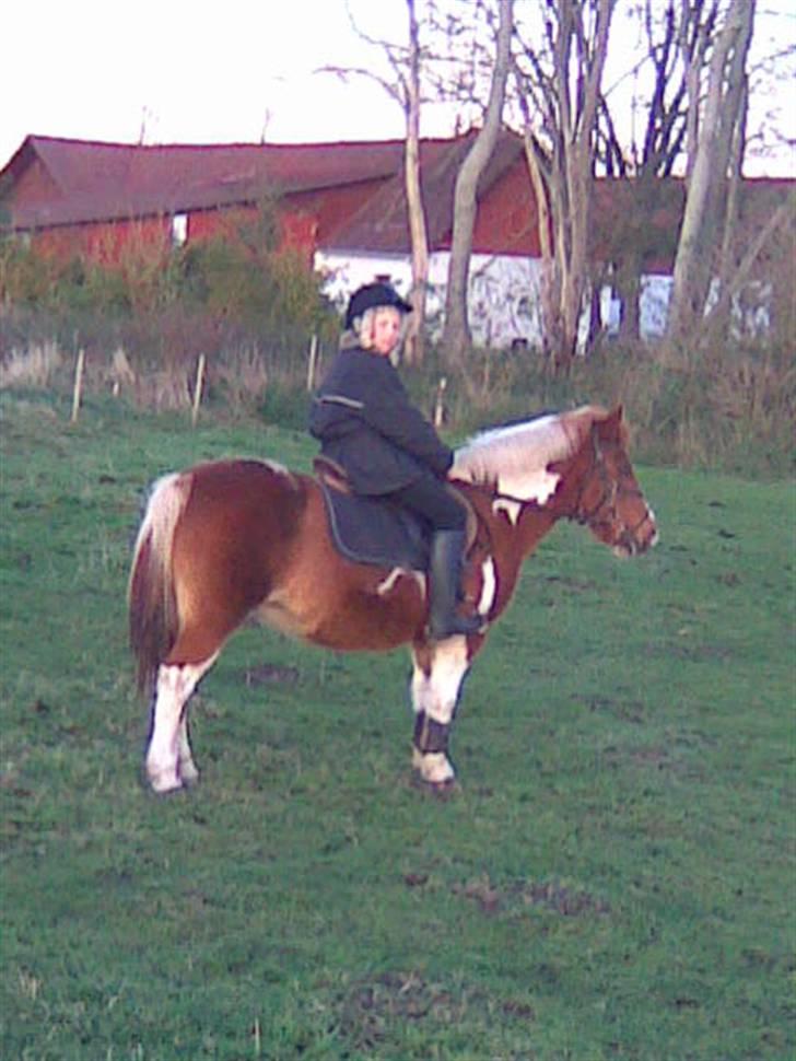 Anden særlig race Aloha Tahiti..<3 Lånt:)<3 - Mig og Aloha Tahiti rider på marken.. (:<3 billede 11