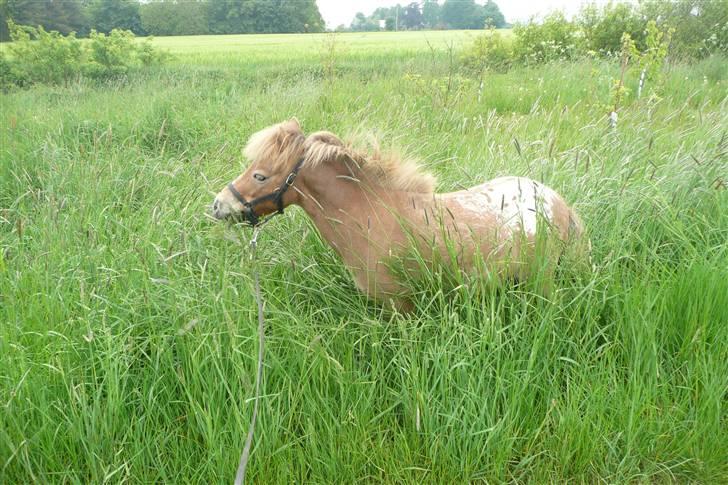 Miniature Tarzan billede 8