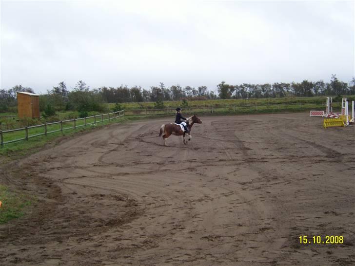 Anden særlig race Aloha Tahiti..<3 Lånt:)<3 - Rider bane i Snorgården.. <3 Super ponze!<3 billede 12