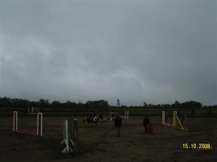 Anden særlig race Aloha Tahiti..<3 Lånt:)<3 - Rider bane i Snorgården.. <3 Super ponze!<3 billede 13