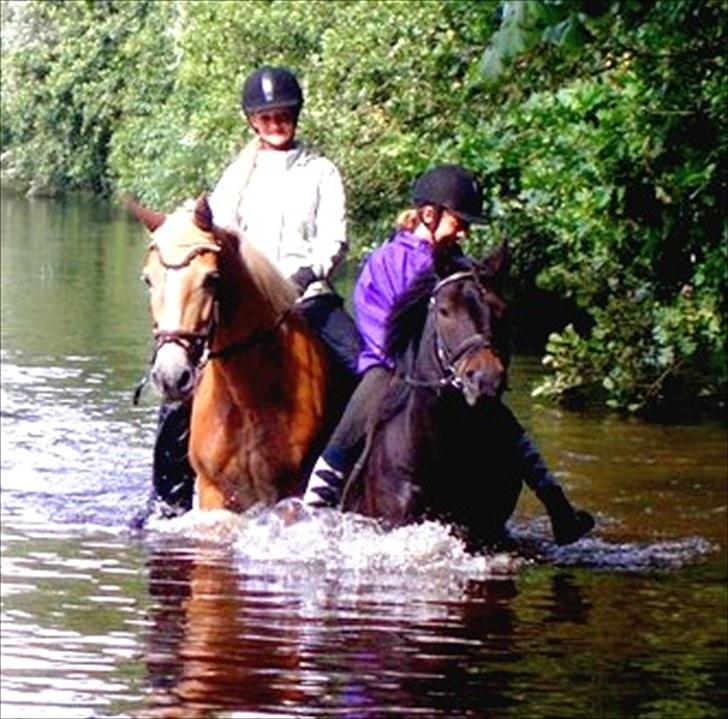 Haflinger Kløv's Paxi - Badning i odense å, sammen med Ida-Marie og Chalie, super hyggeligt! Paxi var overraskende nok, den første i vandet. :-D billede 16