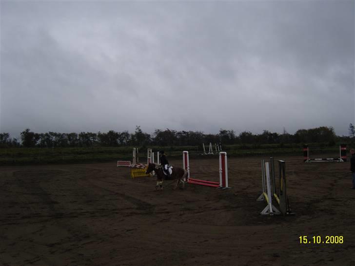 Anden særlig race Aloha Tahiti..<3 Lånt:)<3 - Rider bane i Snorgården.. <3 Super ponze!<3 billede 14