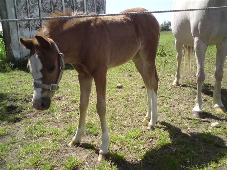 Welsh Pony (sec B) Caya's Angel billede 5