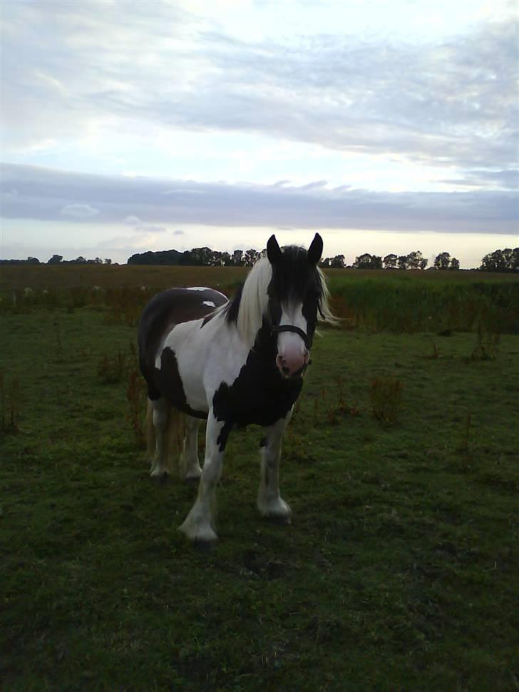 Irish Cob Hønneruplund's Tulle - Foto af: C.Rasmussen. billede 2