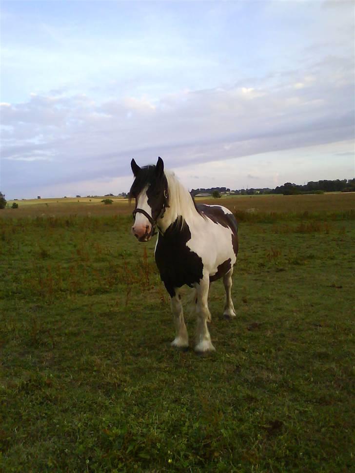 Irish Cob Hønneruplund's Tulle - Foto af: C.Rasmussen. billede 5