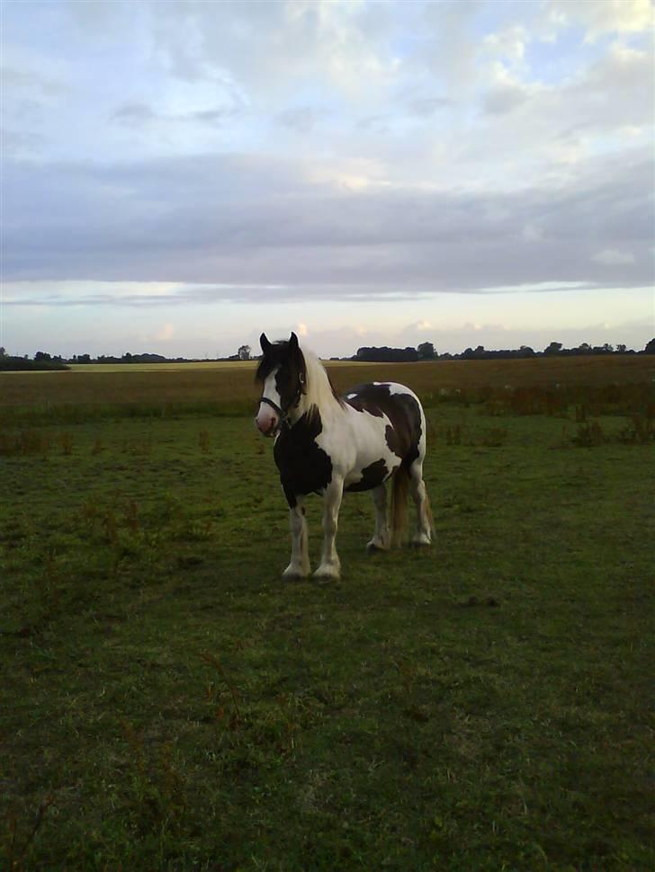 Irish Cob Hønneruplund's Tulle - Foto af: C.Rasmussen. billede 6