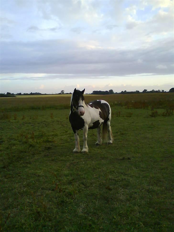 Irish Cob Hønneruplund's Tulle - Foto af: C.Rasmussen. billede 7