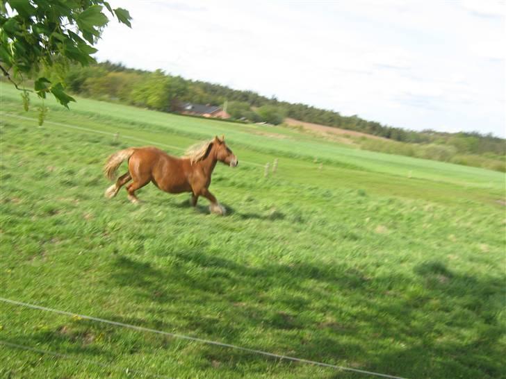 Jyde Viktoria (avl) - moooor skal duuu ikke meeed : foto miig billede 12