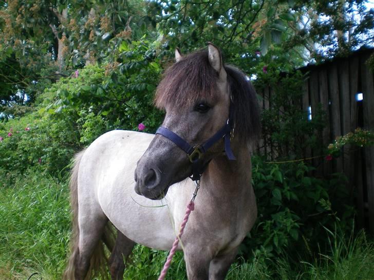 Anden særlig race Sir duke billede 15