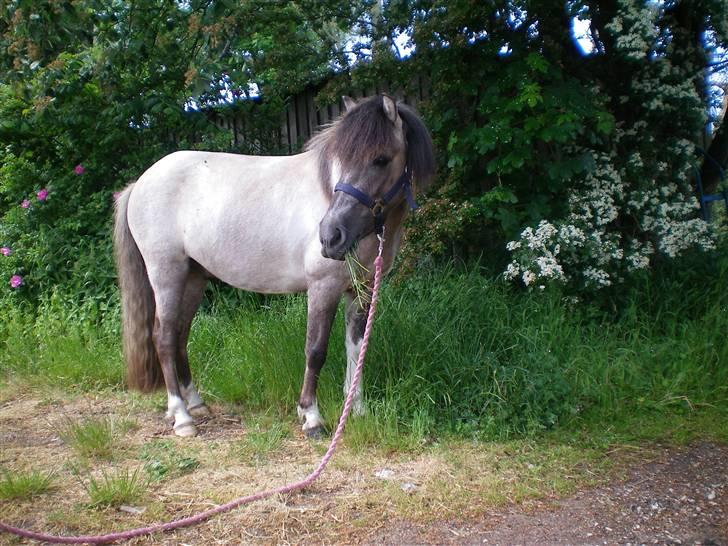 Anden særlig race Sir duke billede 16