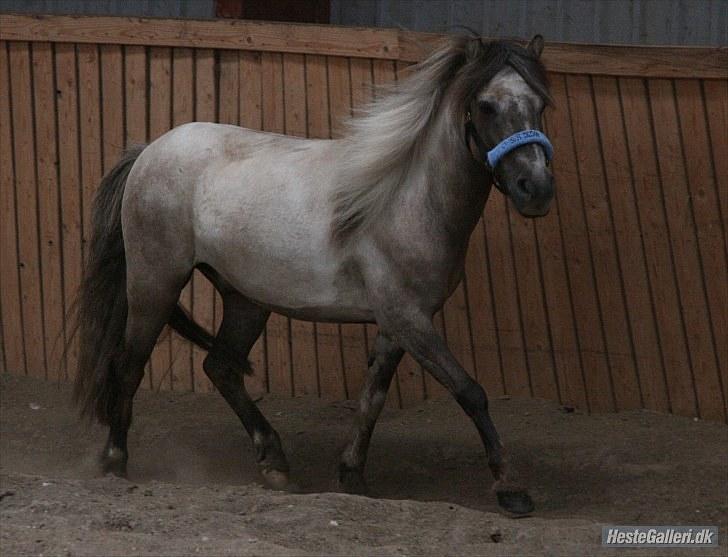 Anden særlig race Sir duke billede 17