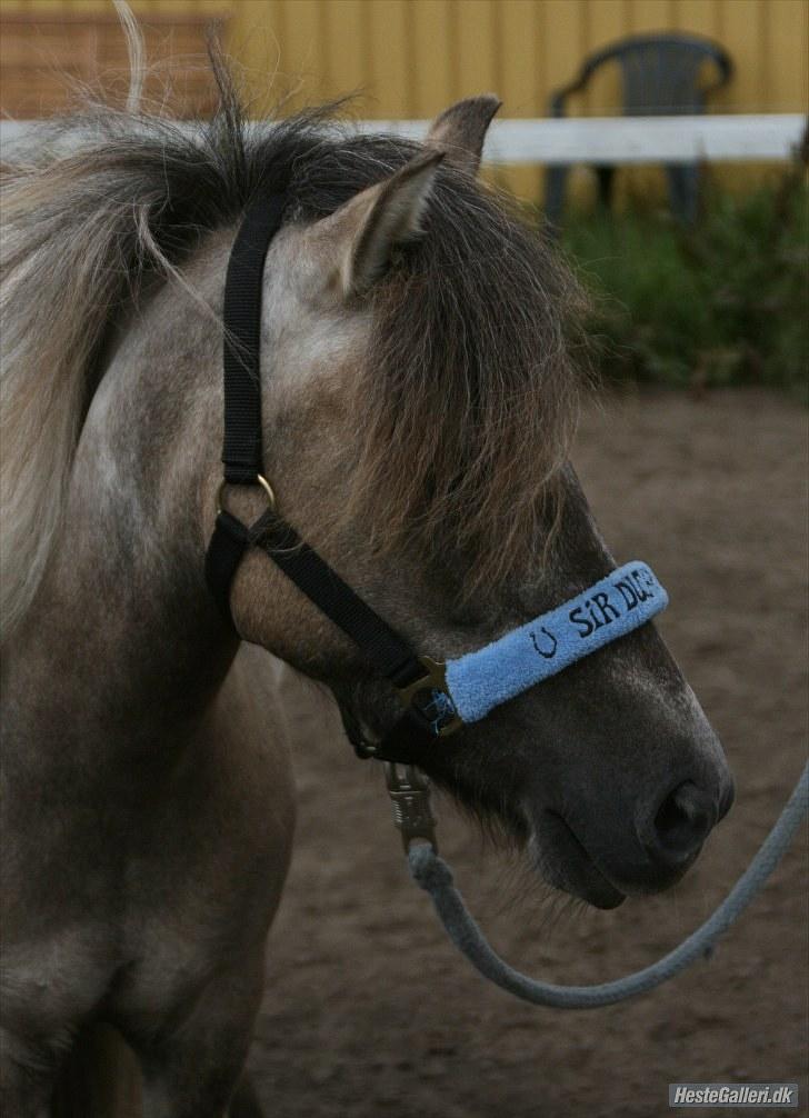 Anden særlig race Sir duke billede 18