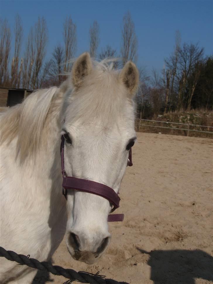 Dartmoor Kitti / Nekita frydenlund - Kitti, ude på ridebanen, det gamle sted :D billede 11