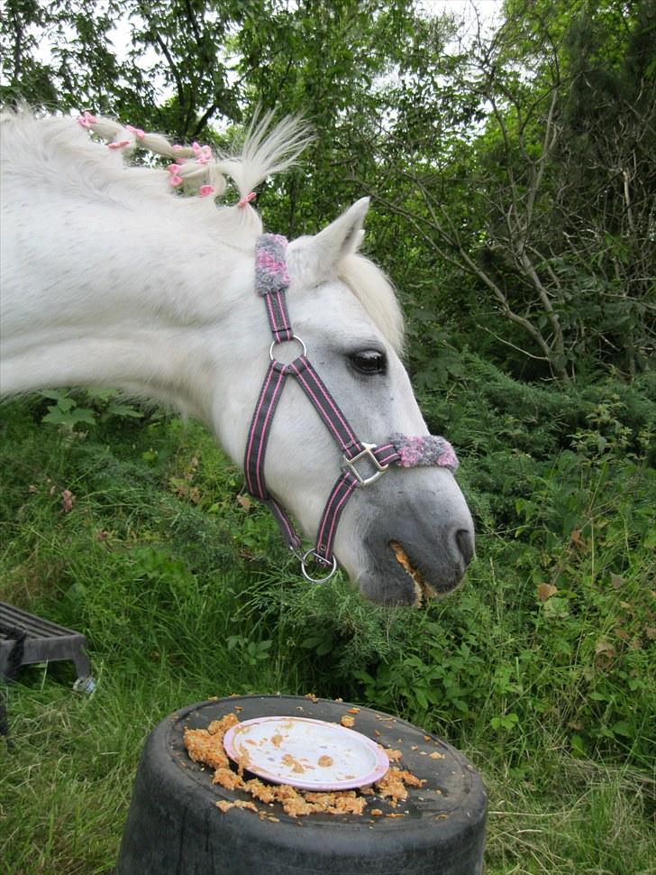 Dartmoor Kitti / Nekita frydenlund - iiiihh hvor ser hun dog sød ud <3 billede 12