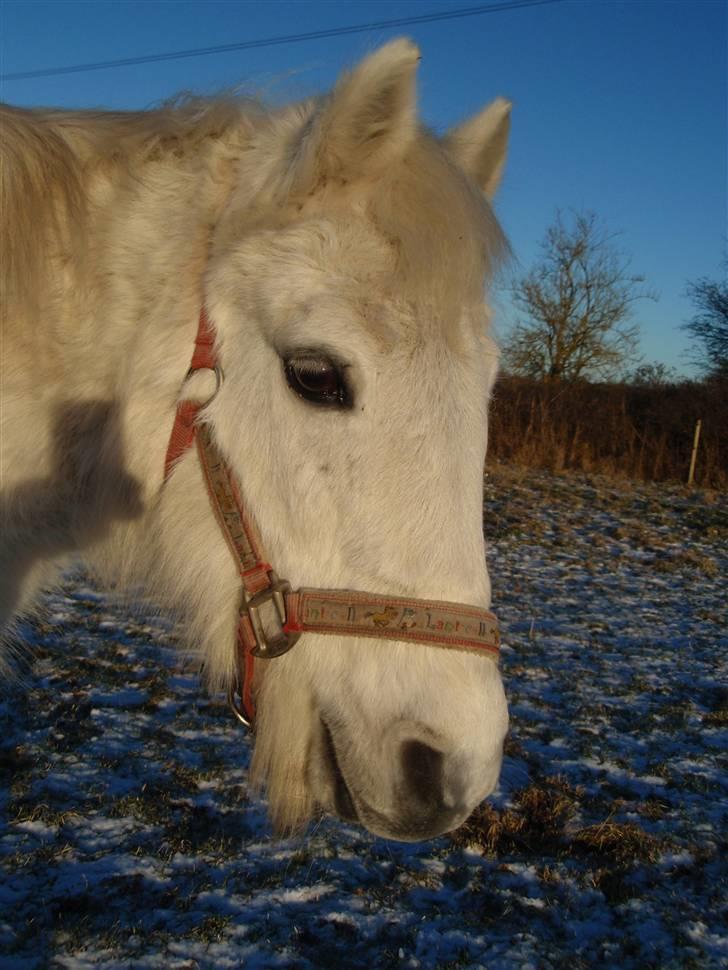 Dartmoor Kitti / Nekita frydenlund - Kitti, Verdens dejligste pony!  billede 16
