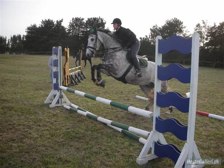 Holstener StarbækmøllesCashmir RIP - Første gang cash var med til springning.. han var så dygtig:) Foto: Maria Koldsø billede 6