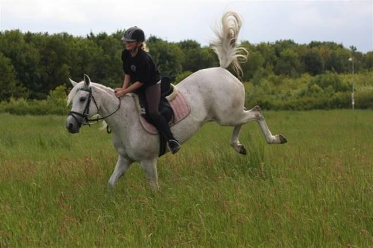 Shagya Araber (SH) Arabiens Mahayia FLYTTET - Og bukke kan hun også.. :o) <3 billede 18