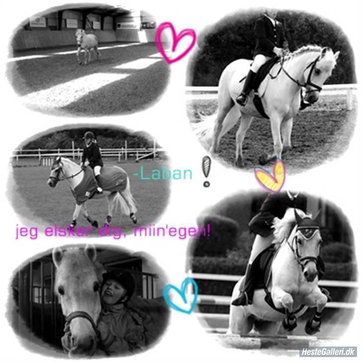 New Forest laban <33 * SOLGT *  - nr. 10 tak am  billede 10