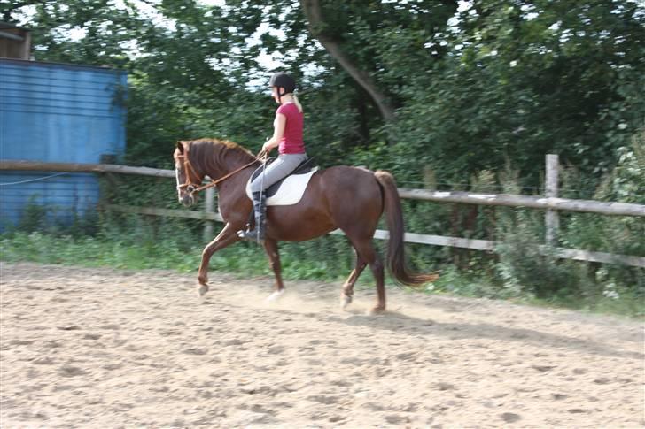 Anden særlig race Miranda - 11/9-09 .. Miranda og Nina godt igang på banen. billede 3