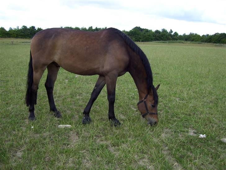 Pinto Squaws Last Mohican - Mohican, sommer 2008 billede 2