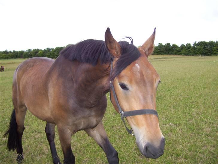 Pinto Squaws Last Mohican - Mohican har det med at følge efter en når man vil tage billeder af ham...  billede 3