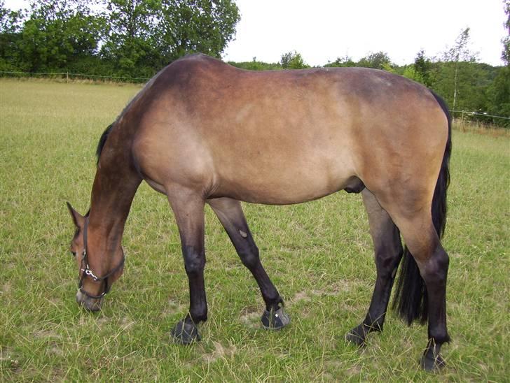 Pinto Squaws Last Mohican - Mohican, sommer 2008 billede 4