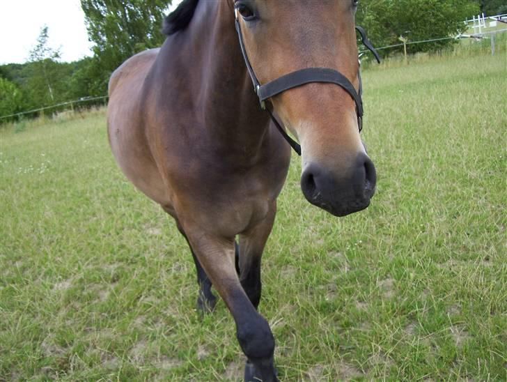 Pinto Squaws Last Mohican - Hej mor! -Mohican, sommer 2008 billede 5