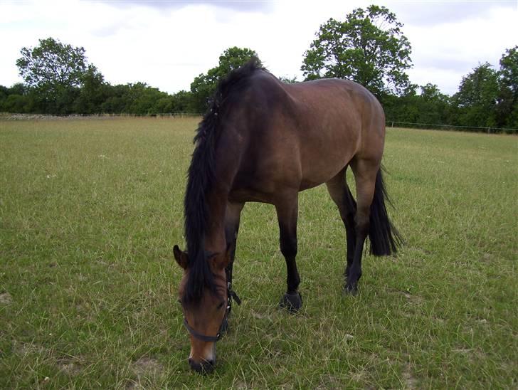Pinto Squaws Last Mohican - Mohican, sommer 2008 billede 6