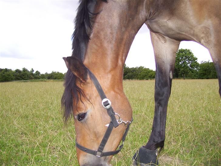 Pinto Squaws Last Mohican - Mohican, sommer 2008 -Nyder virkelig græsset... billede 7