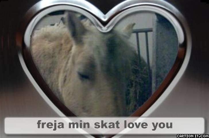 Fjordhest Freja | Stjerneponyen<3. - freja min skat  elsker dig  billede 7