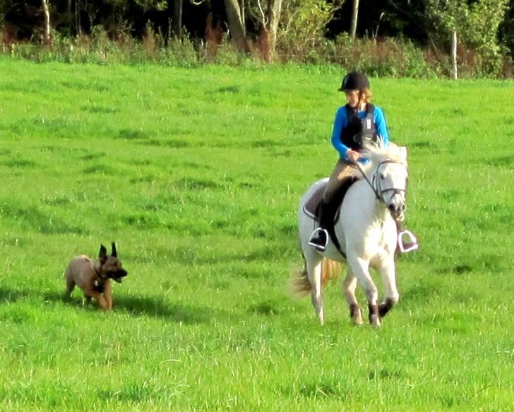Islænder BLEIKALÁ FRA MALLE - Fordi du godt kan vinde.. <3 ( Det er vores hund og den løber virkelig stærkt, kan løbe en hjort op og bliver brugt til løb :P ) billede 12