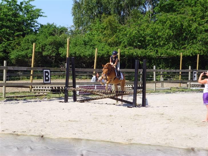 Gotlandsruss Min charmetrold Arcus<3 R.I.P. - det går stærkt!!! billede 3