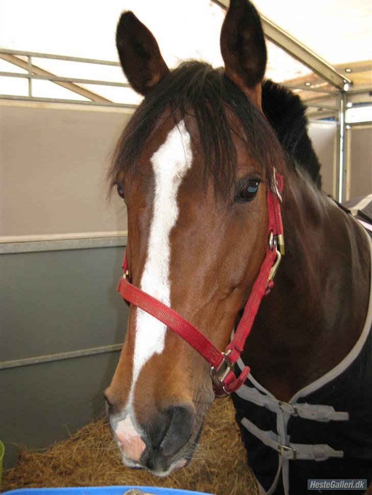 Dansk Varmblod Cavan<3 SOLGT  - I stalden på mors´ billede 11