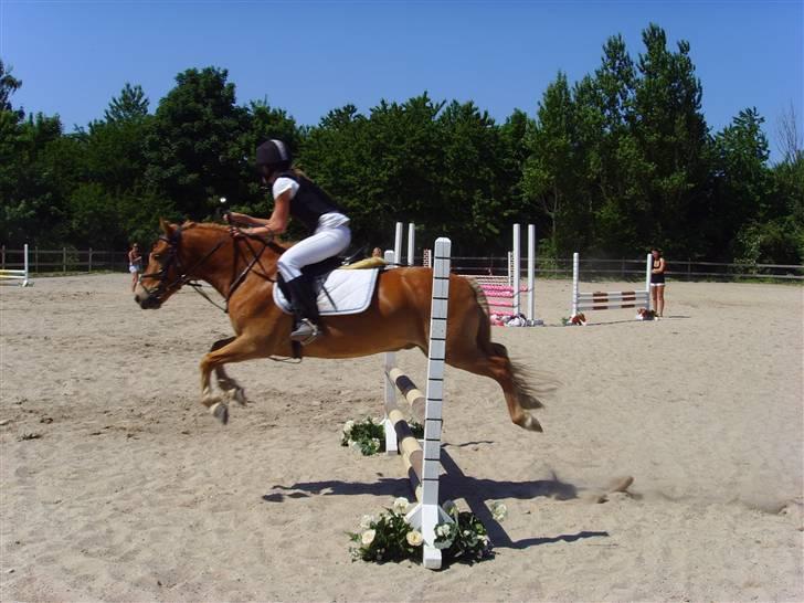 Gotlandsruss Min charmetrold Arcus<3 R.I.P. - den gamle part springer her til stævne og fik roset billede 4