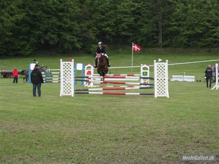 Dansk Varmblod Cavan<3 SOLGT  - Stævne på mors´ billede 13