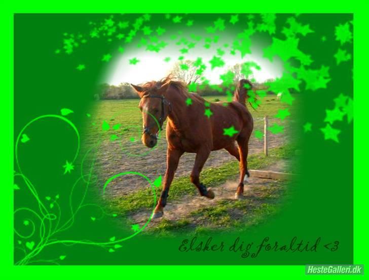 Anden særlig race Kiara billede 6