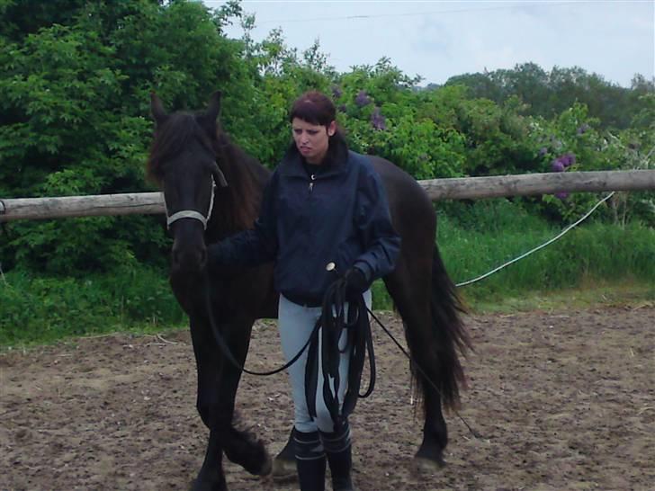 Frieser Zophira von Therkelsen - Træning hjemme med Anja billede 10