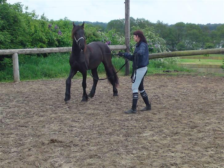 Frieser Zophira von Therkelsen billede 13