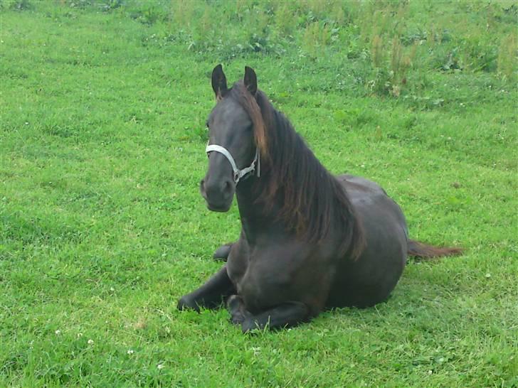 Frieser Zophira von Therkelsen billede 15