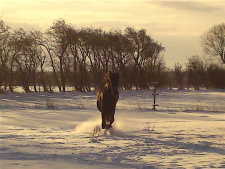 Frieser Zophira von Therkelsen billede 17
