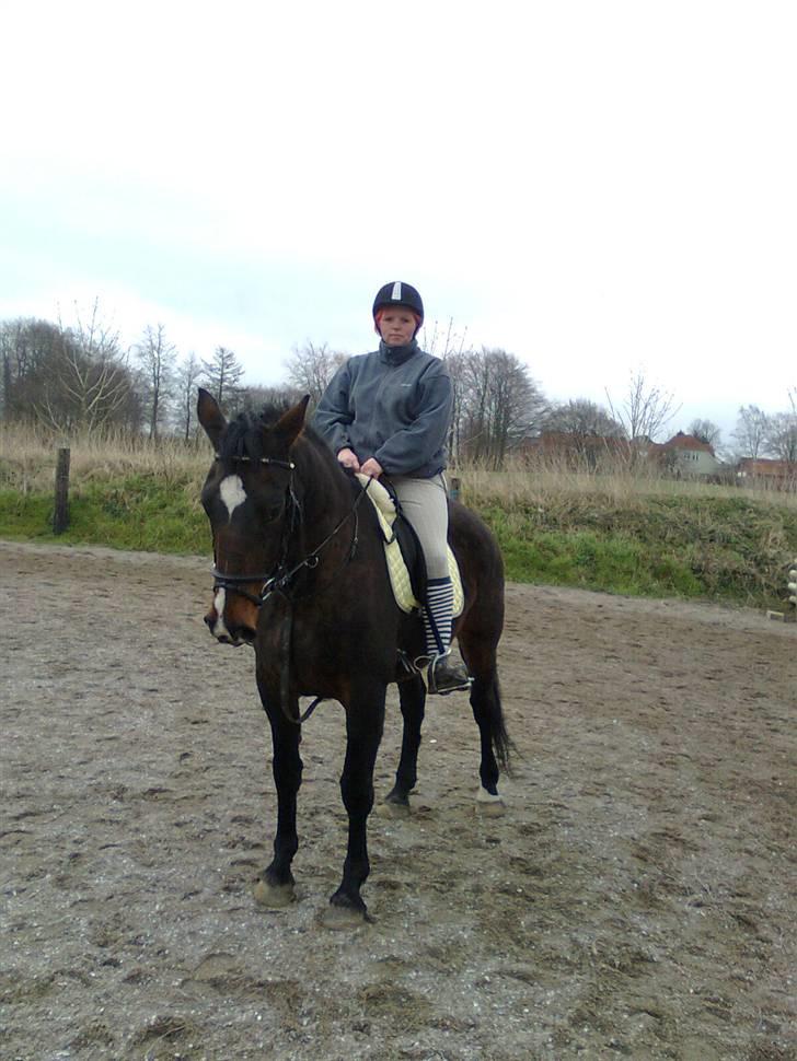 Dansk Varmblod R.I.P flicka billede 8