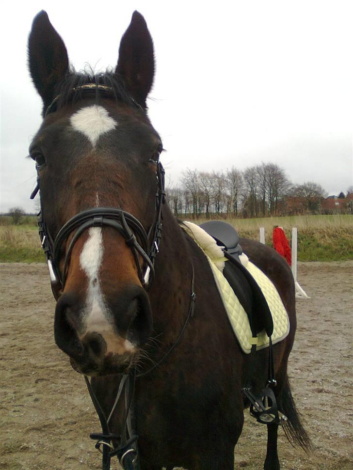 Dansk Varmblod R.I.P flicka billede 9