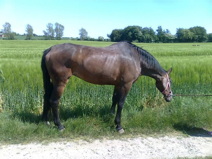 Dansk Varmblod R.I.P flicka billede 10